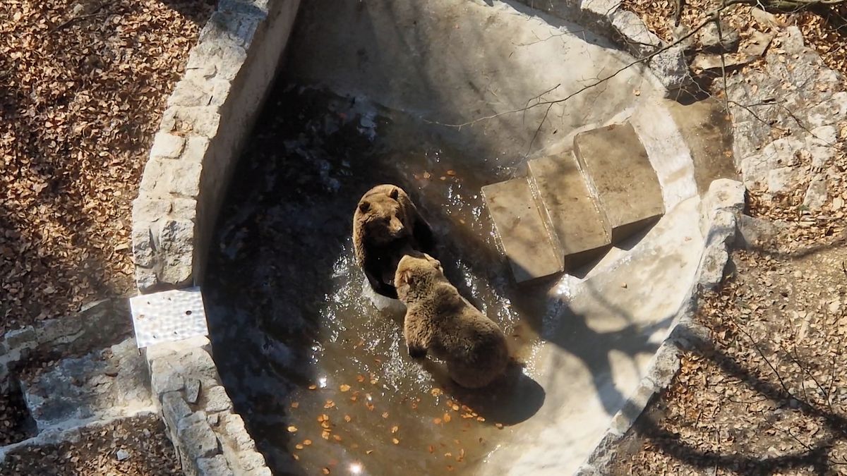 Dva medvědi ze Slovenska se už zabydleli pod Černou horou