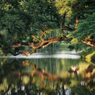 Křivý strom, Polsko, 2. místo