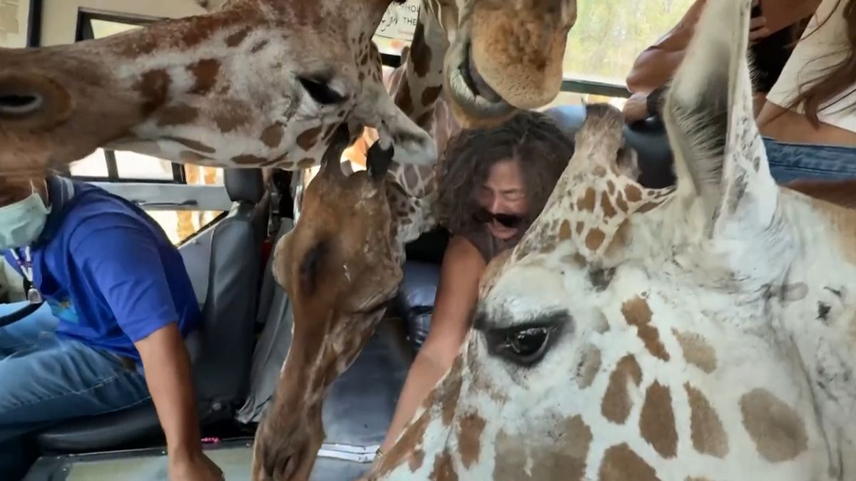 Hladové žirafy na safari nacpaly hlavy až do autobusu. Turisté řvali