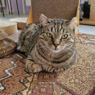 Výbuch ublížil také Sajmonkovi. Po roce byste na něm nepoznali, čím si prošel.