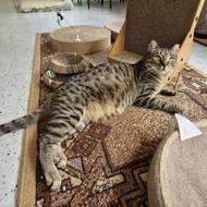 Výbuch ublížil také Sajmonkovi. Po roce byste na něm nepoznali, čím si prošel.