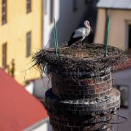 Samcovým úkolem je ochránit a třeba i opravit hnízdo. 