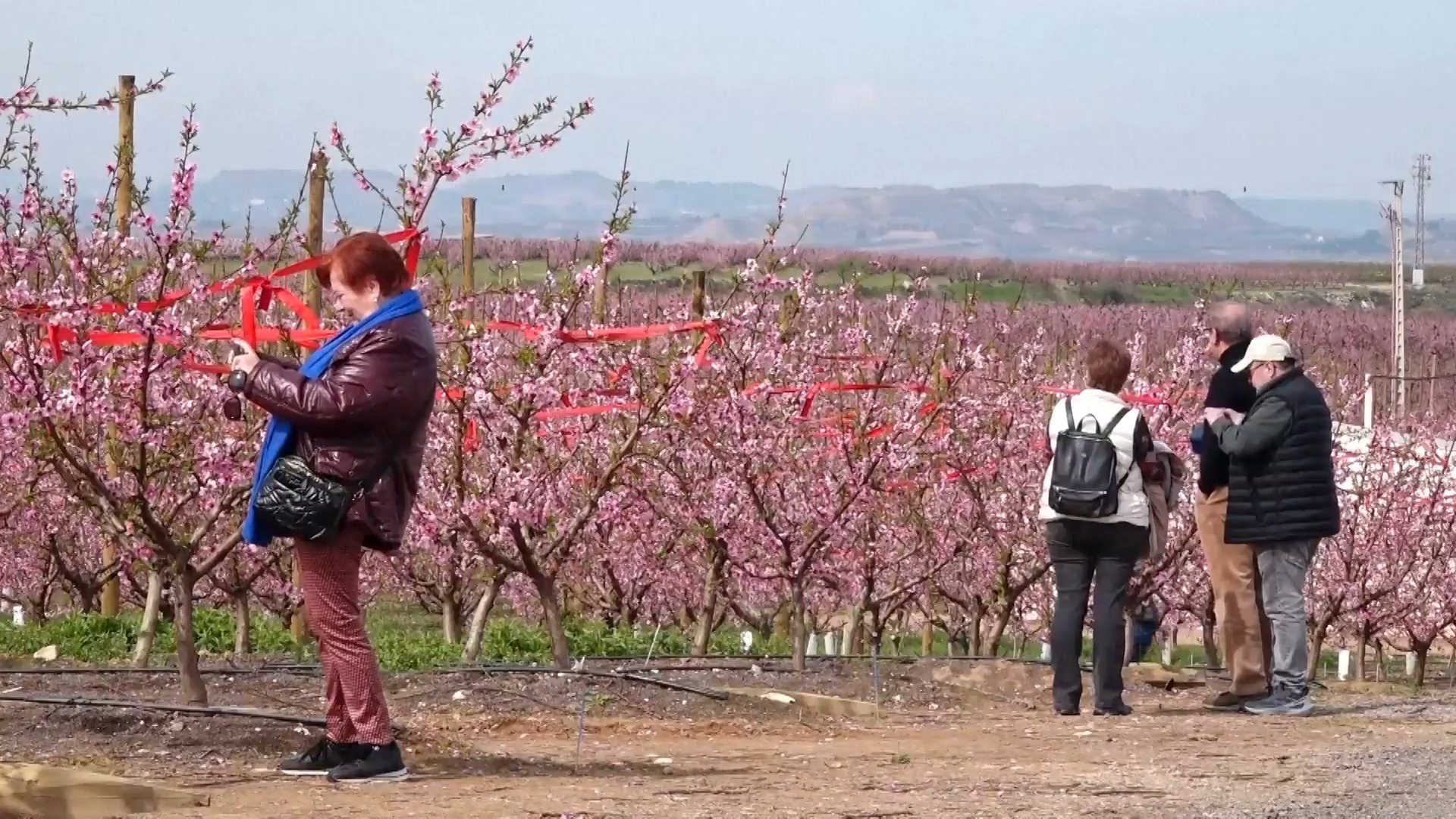 Không chỉ ở Nhật Bản, những cây hoa nở rộ cũng thu hút du khách tại Catalonia