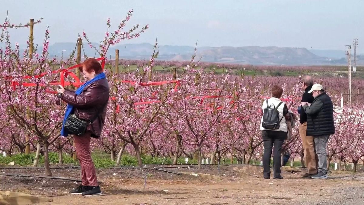 Nejen v Japonsku. Záplava růžově kvetoucích stromů je lákadlem i v Katalánsku