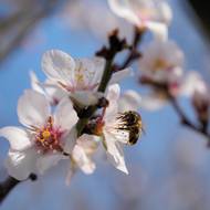 Na květech mandloní už pilně pracují opylovači.