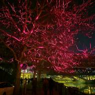 Laser kreslí do korun stromů na Denisově nábřeží déšť i záři, symboly vody a slunce. Za show stojí projekt LasermanCZ.