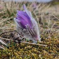 Přírodní památka Kobylinec u Trnavy na Třebíčsku má na jaře velký tahák - koniklece velkokvěté.