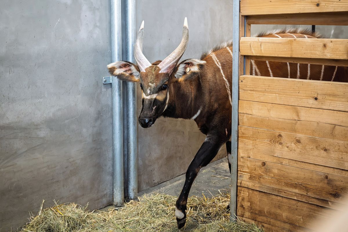 Čtyři samci bonga horského se vrátí z Evropy do Keni