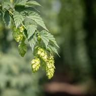 České zelené zlato…