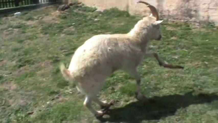 Trable s rybkou v akváriu i děs v prasečáku. Veterinární inspektoři v Plzni se nenudí