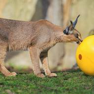 Karakalové jsou v Zoo Praha k vidění od února po sedmileté přestávce. I pro ně chystají chovatelé zábavu v podobě zábavného enrichmentu.