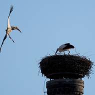 Ornitologové aktuálně hlásí přes 140 obsazených hnízd, někam už dorazily i kompletní páry. 