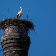 Podle ornitologů se čápi vrací čím dál dřív. Za změnou prý stojí teplejší počasí a možná i kratší trasa. 