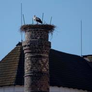 Někteří čápi totiž místo Afriky zimují na jihu Evropy, třeba ve Španělsku nebo v Portugalsku. Do jižních Čech to pak mají výrazně blíž. 