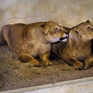 Příjezd dvojice zabavených lvic do Zoo Zlín