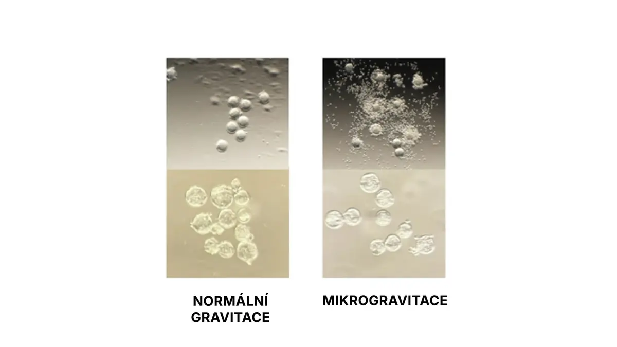 Komplikace pro reprodukci mimo Zemi? Spermie ve stavu beztíže ztrácejí orientaci
