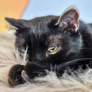 Výbuchem a požárem byl nejvíc z osmi koček Lucie Plíhalové zasažený Čertík. Dostal se z toho, pěkně se mu zahojila i spálená ouška.