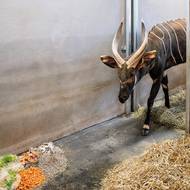 V karanténě tu čekají na repatriaci do země svých předků.