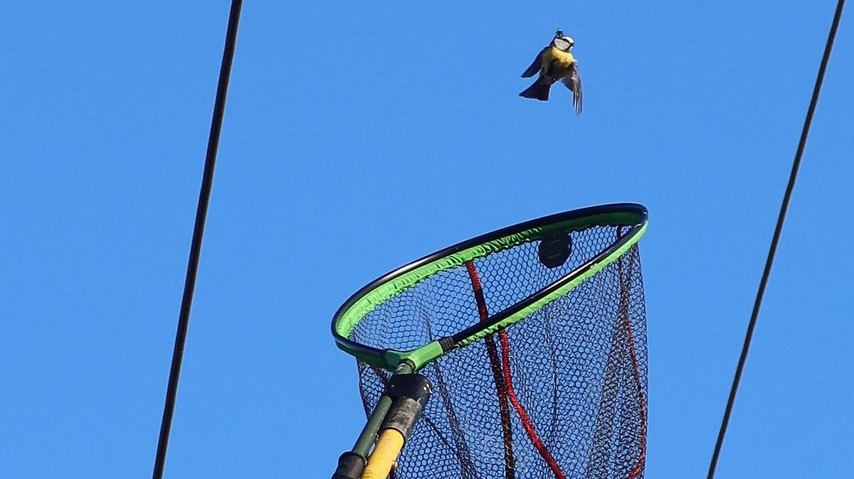 Do záchrany sýkorky se na Plzeňsku zapojili ochránci, hasiči i energetici