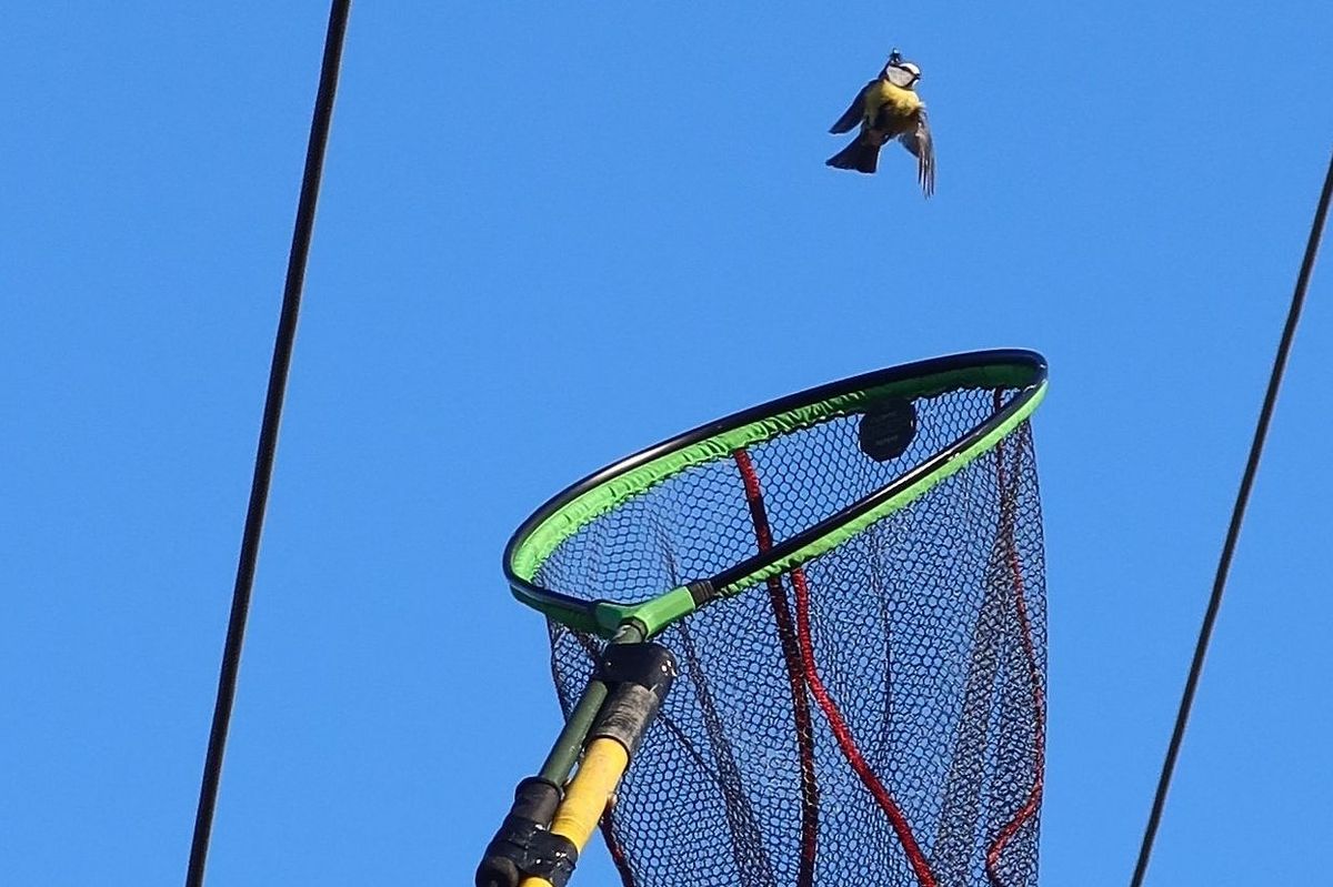 Do záchrany sýkorky se na Plzeňsku zapojili ochránci, hasiči i energetici