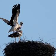 Nad středočeským Dvorem Semtín už se možná pracuje i na budoucím vyvádění čápat. 