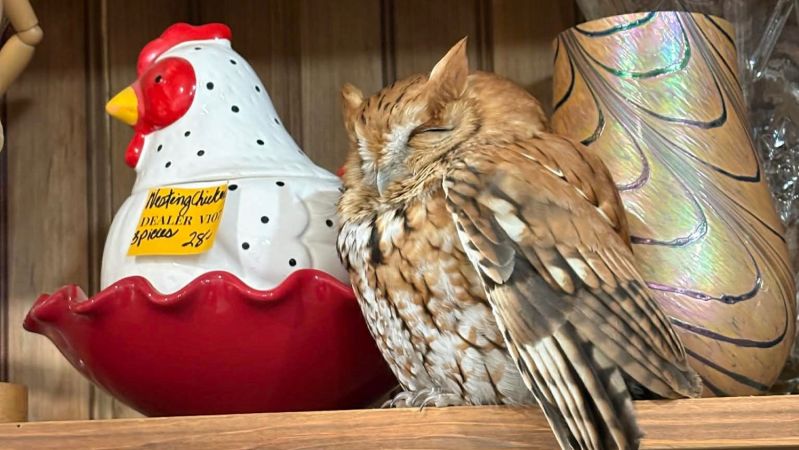 Znavená sova se prospala ve starožitnictví, zmátla zákazníky