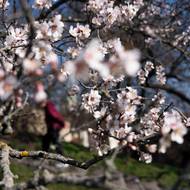 Rozkvetlé mandloně v Seminářské zahradě na Petříně