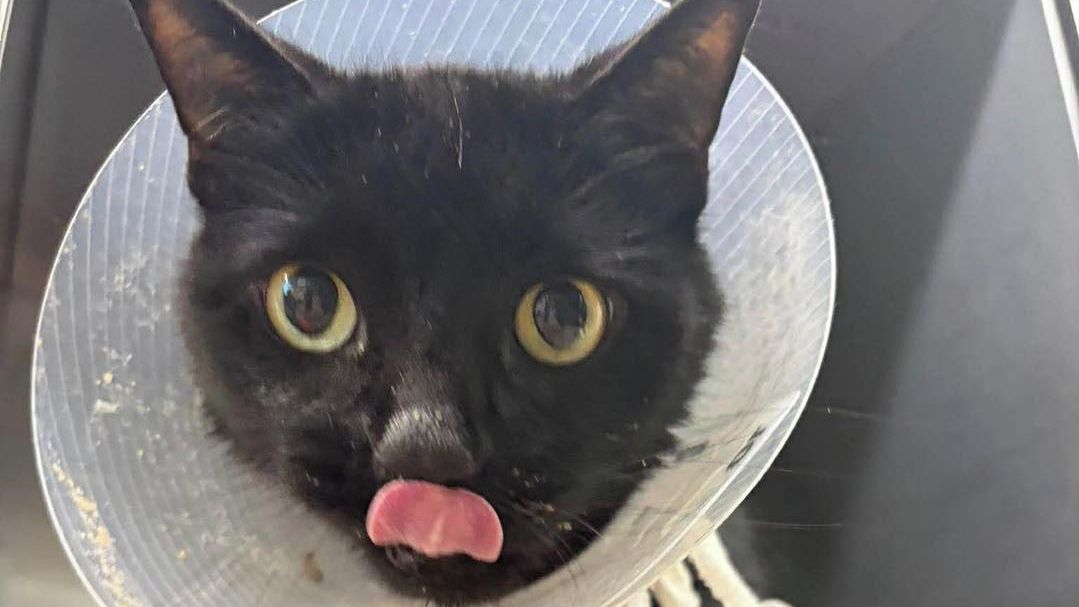 Kočku už vezli na uspání. Nález v jejím žaludku veterináře šokoval