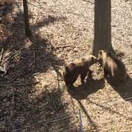 Ve výběhu spolu Alica a Miško často dovádějí.