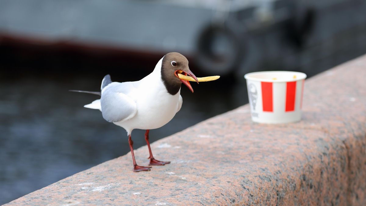 Zakroutil krkem rackovi, který chtěl sníst jeho dceři hranolky. Američan strávil ve vězení devět měsíců