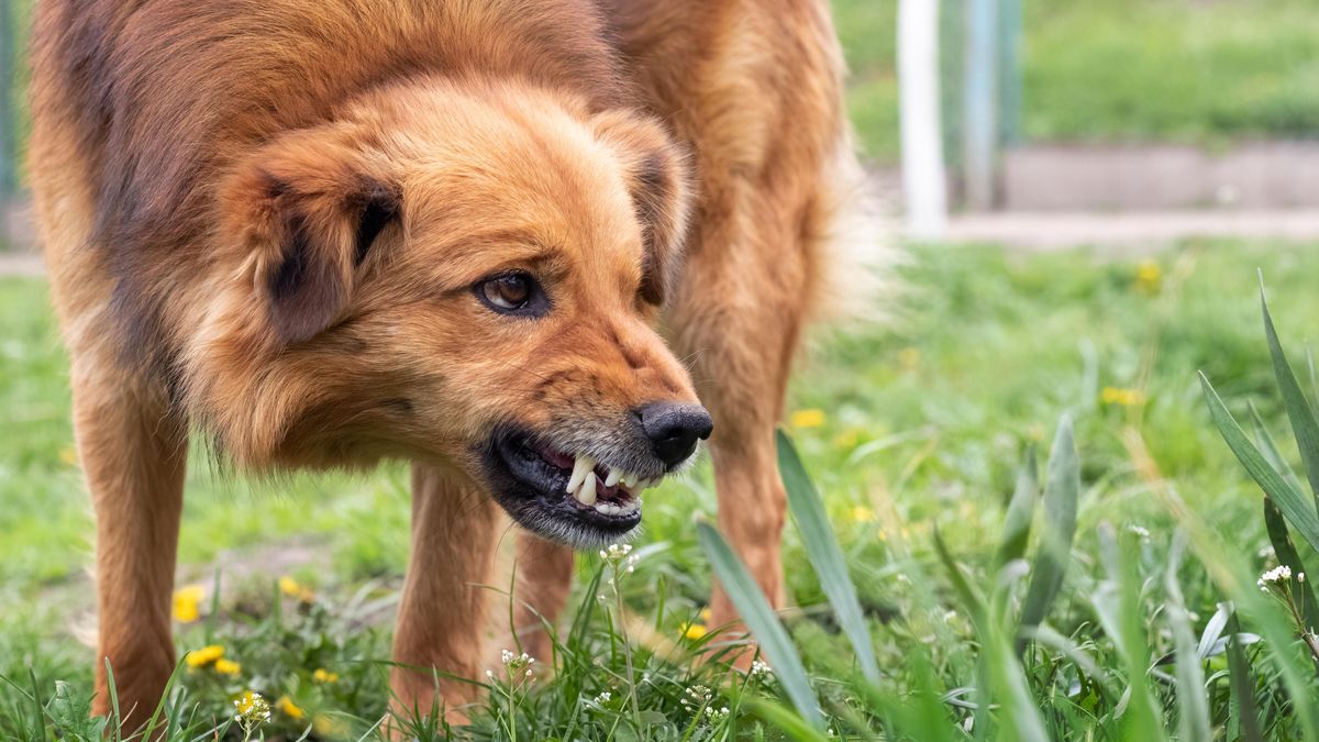 Výbuch telefonu v kapse zachránil Brazilce před útočícími psy