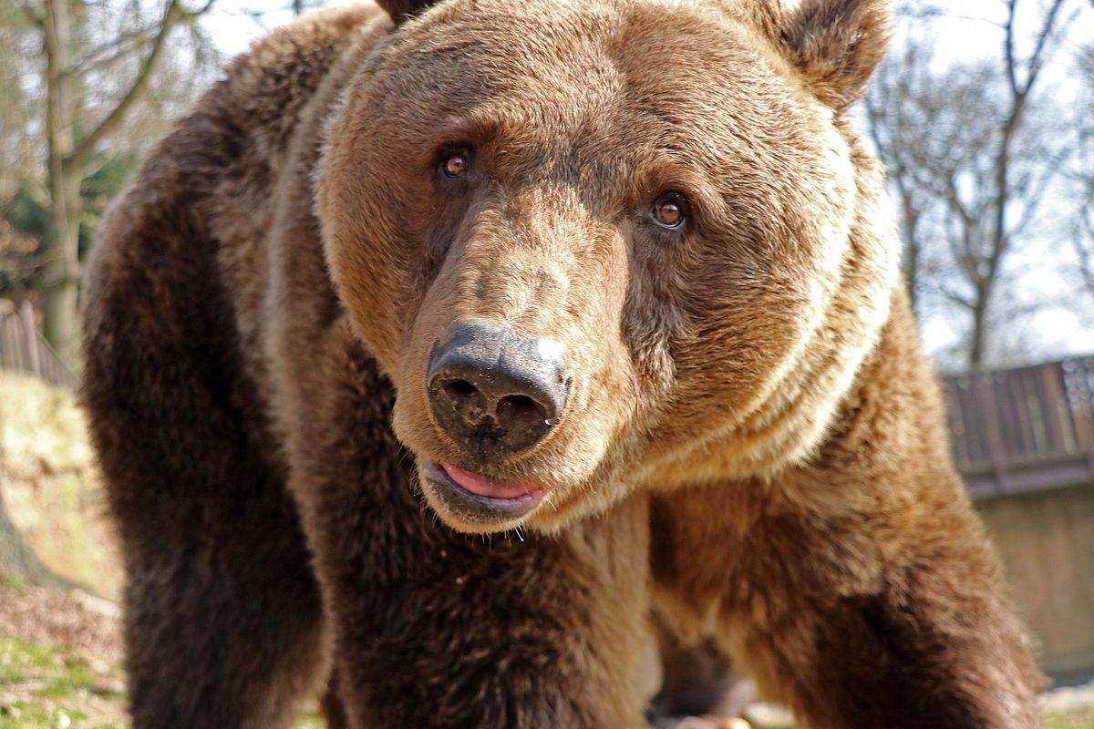 Medvědi v plzeňské zoo se probrali ze zimního spánku