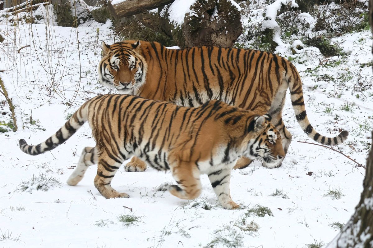 Tygřice v hodonínské zoo měla v tlamě nádor, museli ji uspat