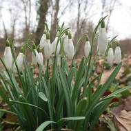 Hřbitov si po většinu roku nárokuje břečťan, teď je tomu nakrátko jinak.