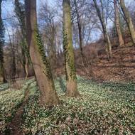 Každý rok tu na pěti hektarech rozkvétají bledule.