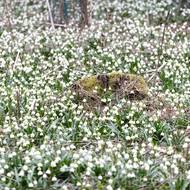 Rozkvetlé bledule na Ransku vytvářejí celé koberce.