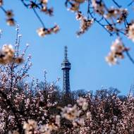 Mandloňový sad se nachází na východním svahu Petřína. 