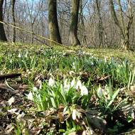 Pálava je bohatá na společenstva vzácných roslin.