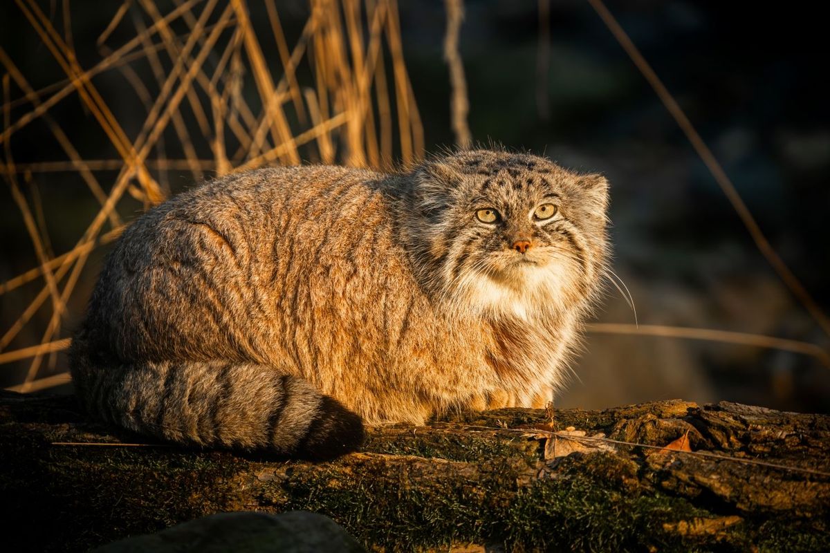 Ostravská zoo už má dvě vzácné kočky, které štěkají jako pes. Doufá v mláďata