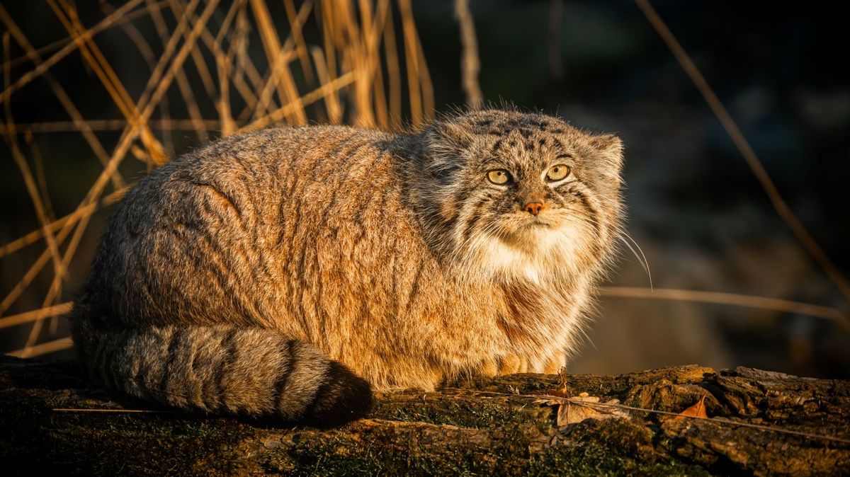 Ostravská zoo už má dvě vzácné kočky, které štěkají jako pes. Doufá v mláďata