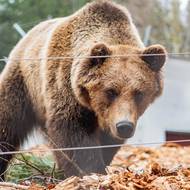 Výběh je koncipován až na čtyři velké šelmy. 