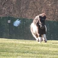 Psi ve výcviku se v areálu setkávají i s dalšími zvířaty, mezi nimi také třeba s poníkem.
