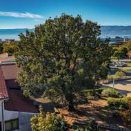 Kostrenský dub, Chorvatsko, 5. místo