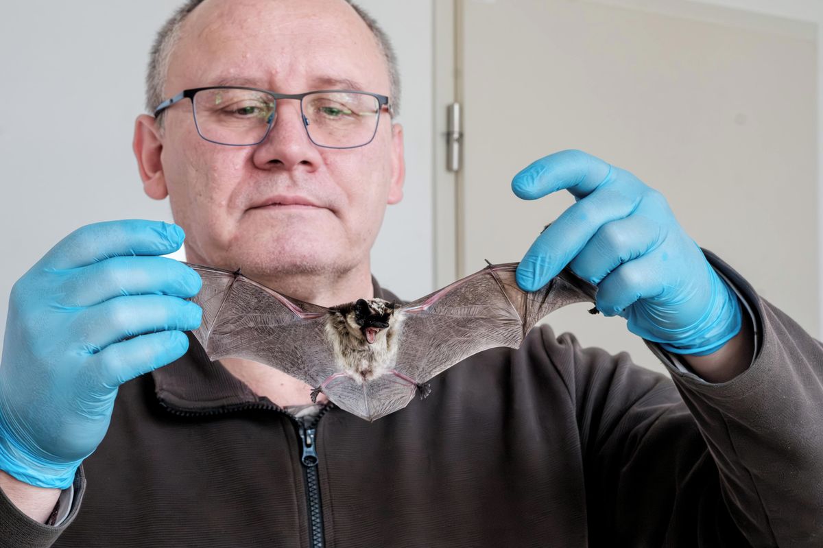 Vědci z Veterinární univerzity objevili při výzkumu spermatu netopýrů nový druh parazita