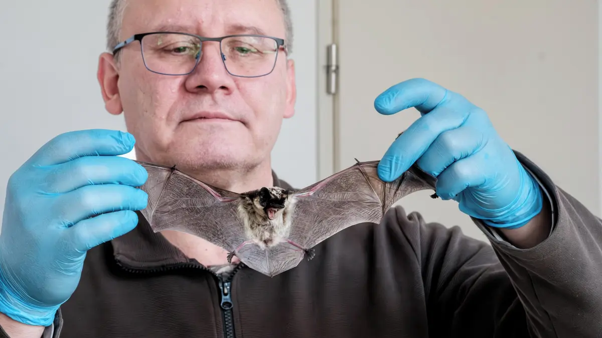 Vědci z Veterinární univerzity objevili při výzkumu spermatu netopýrů nový druh parazita