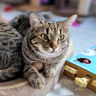 V kavárně Šťastné tlapky Fénix chybí z původní sestavy jen Kája, protože si na nové prostředí nezvykl. V nové provozovně má Lucie Plíhalová celkem devět koček.