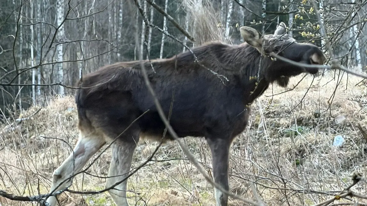 Los Emil se objevil v Železné Rudě, natočili ho