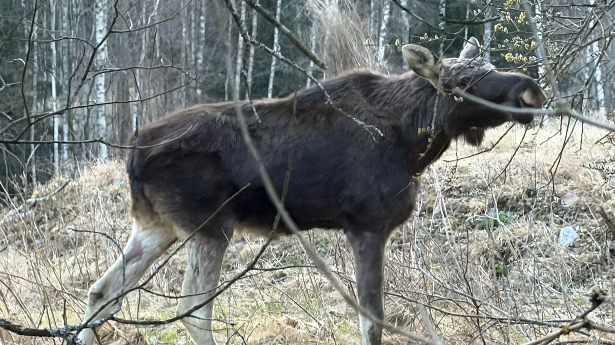 Los Emil se objevil v Železné Rudě, natočili ho