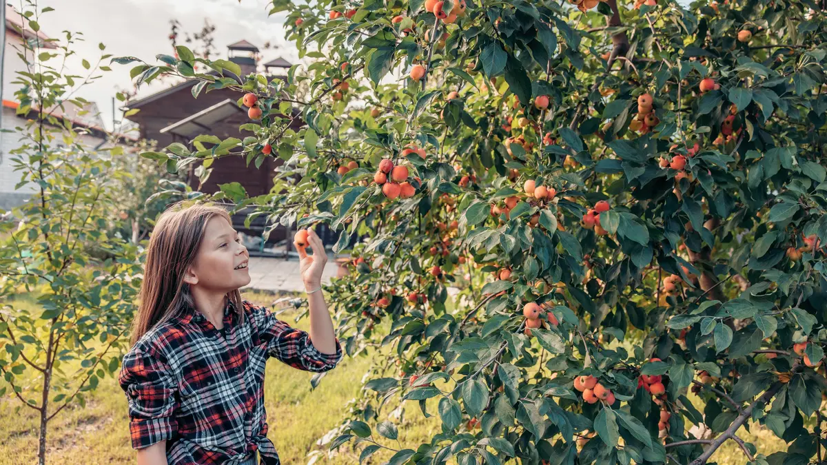 Teď je vhodný okamžik na vysazení stromků. Nezmeškejte ho