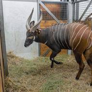 Jedním ze skupinky samců bonga horského je i Mau.